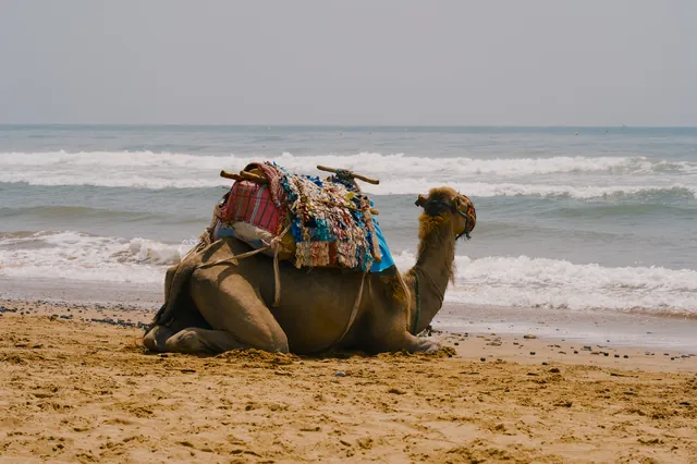 A saddled camel lying on the beach in front of the surf