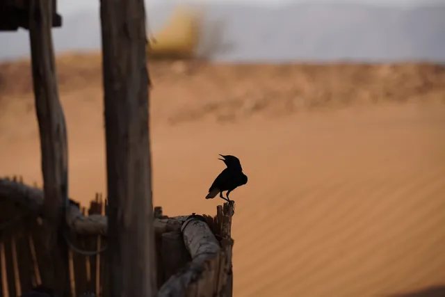 A small black bird singing on a wooden fence in front of a sand dune