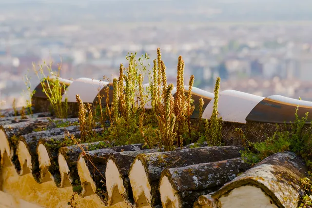 Plants growing on old roof tiles above the city of Granada
