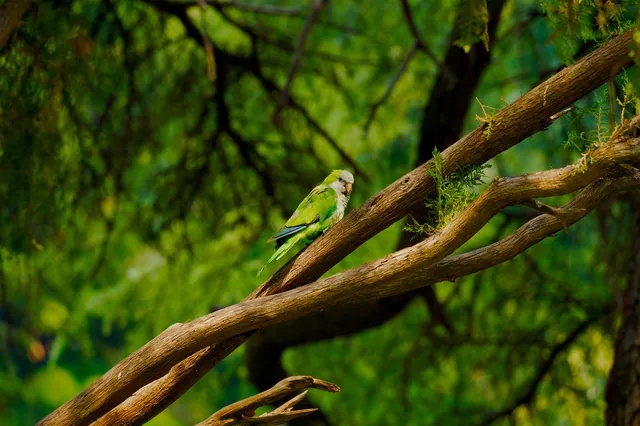 A green parakeet sitting on a branch