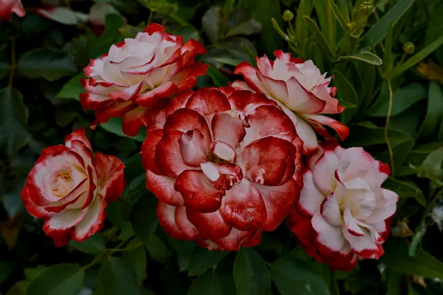 Red and white striped roses