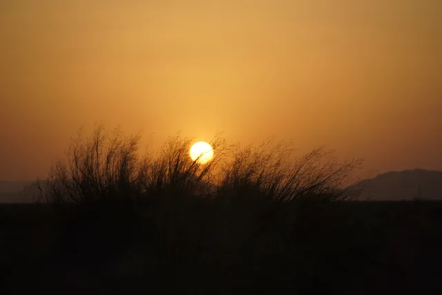 The sun setting behind desert grass in an orange sky